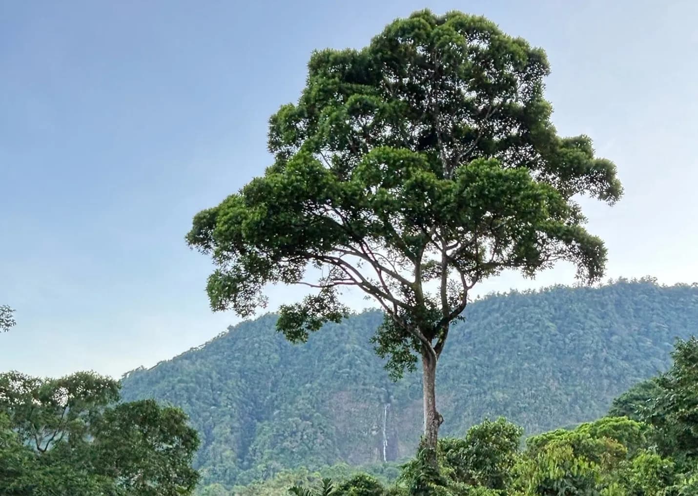 A gorgeous view of Costa Rica's landscape, with a lively green tree serving as the centerpiece.