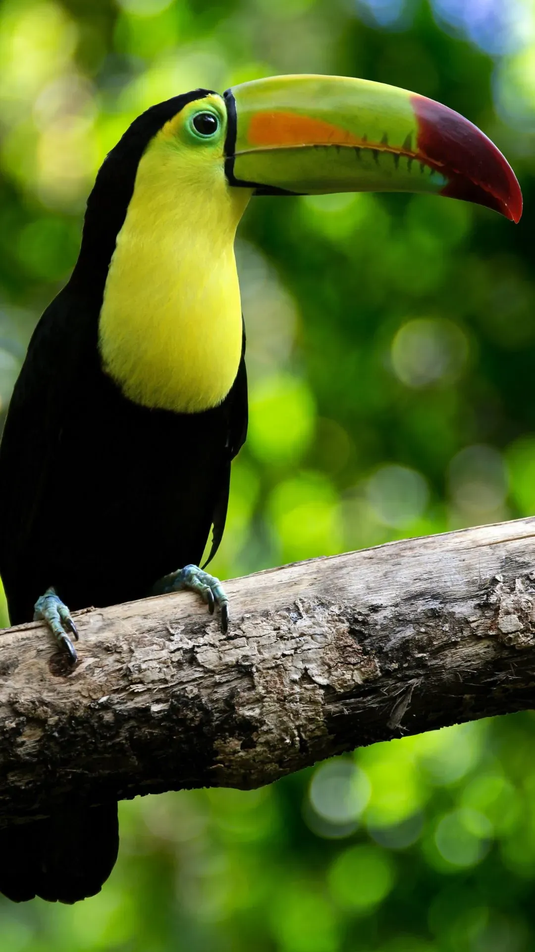 A closeup of a toucan in perfect profile. Toucans embody the diversity of color to be found in the Diamante Valley.