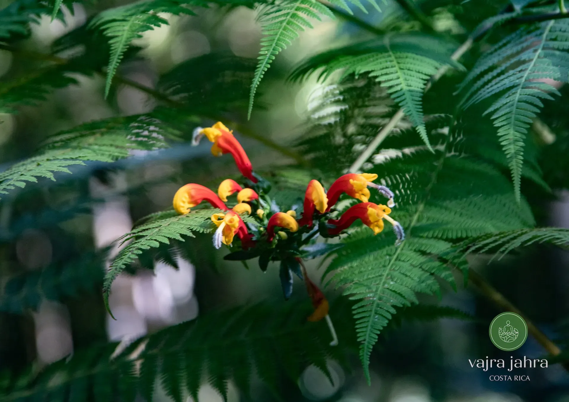 Closeup of lively green ferns and red-and-yellow flowers. The Diamante Valley is home to a bounty of colorful flora.