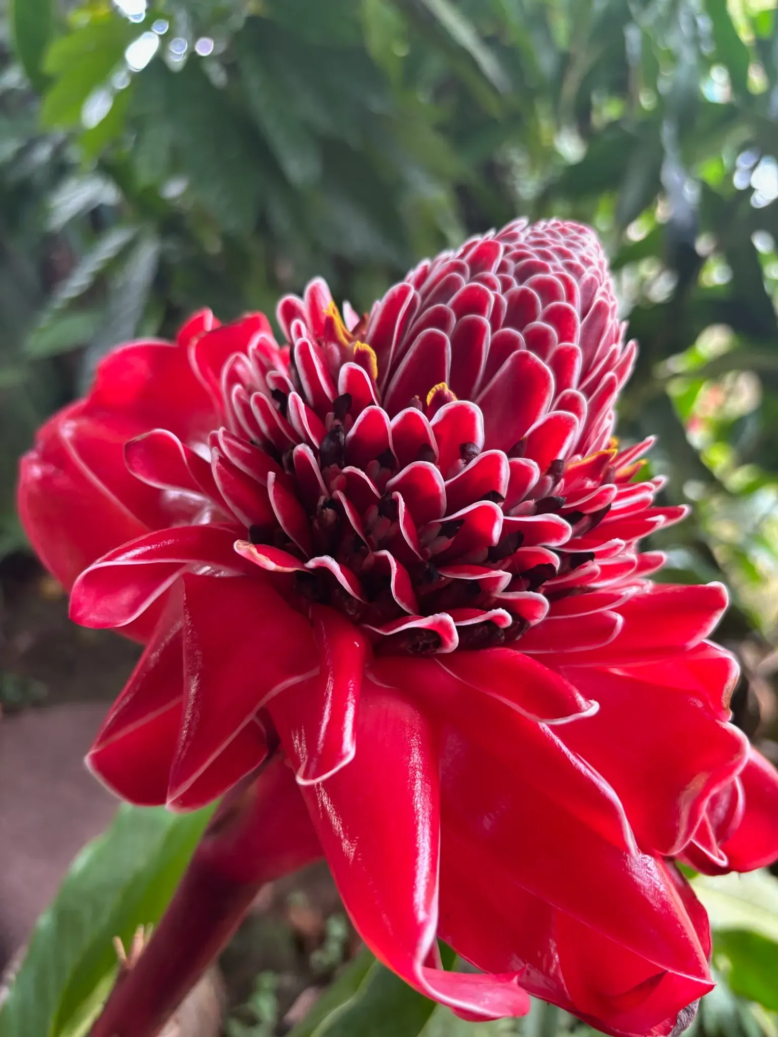 Vibrant red tropical flower blooming at Vajra Jahra, a serene Costa Rica Retreat Center surrounded by lush rainforest gardens.