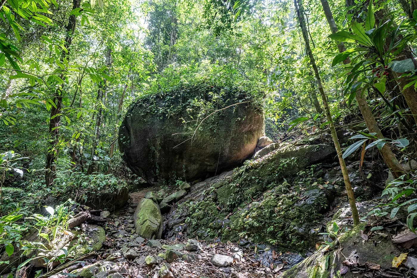 A peaceful encounter with nature in the heart of the rainforest.