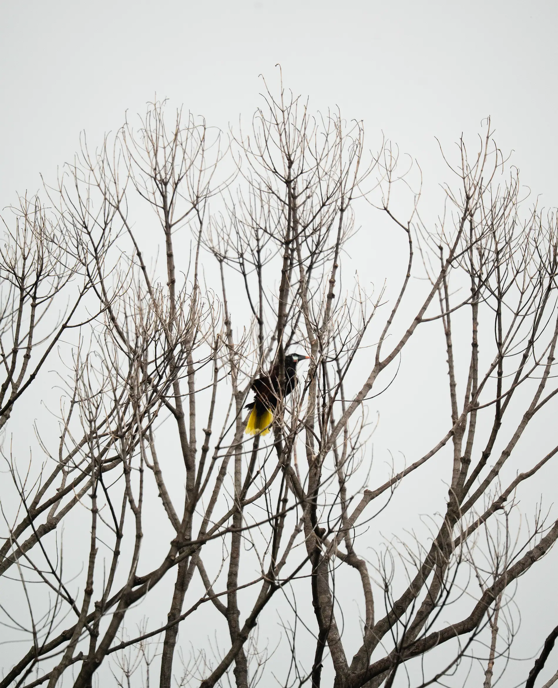 Wildlife perched among the branches in the natural surroundings of Vajra Jahra.