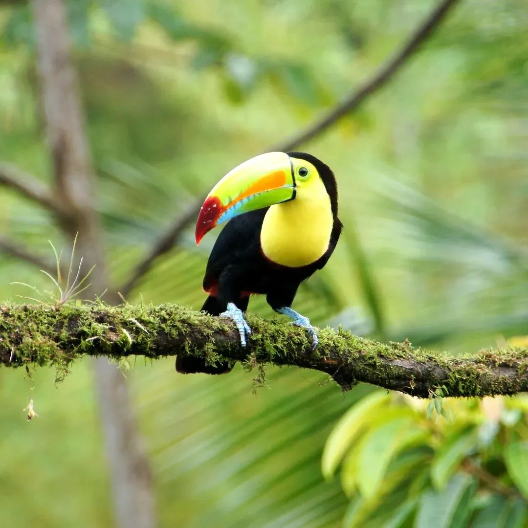 A toucan perched on a tree branch near Vajra Jahra, a Costa Rica Retreat Center surrounded by lush tropical rainforest.