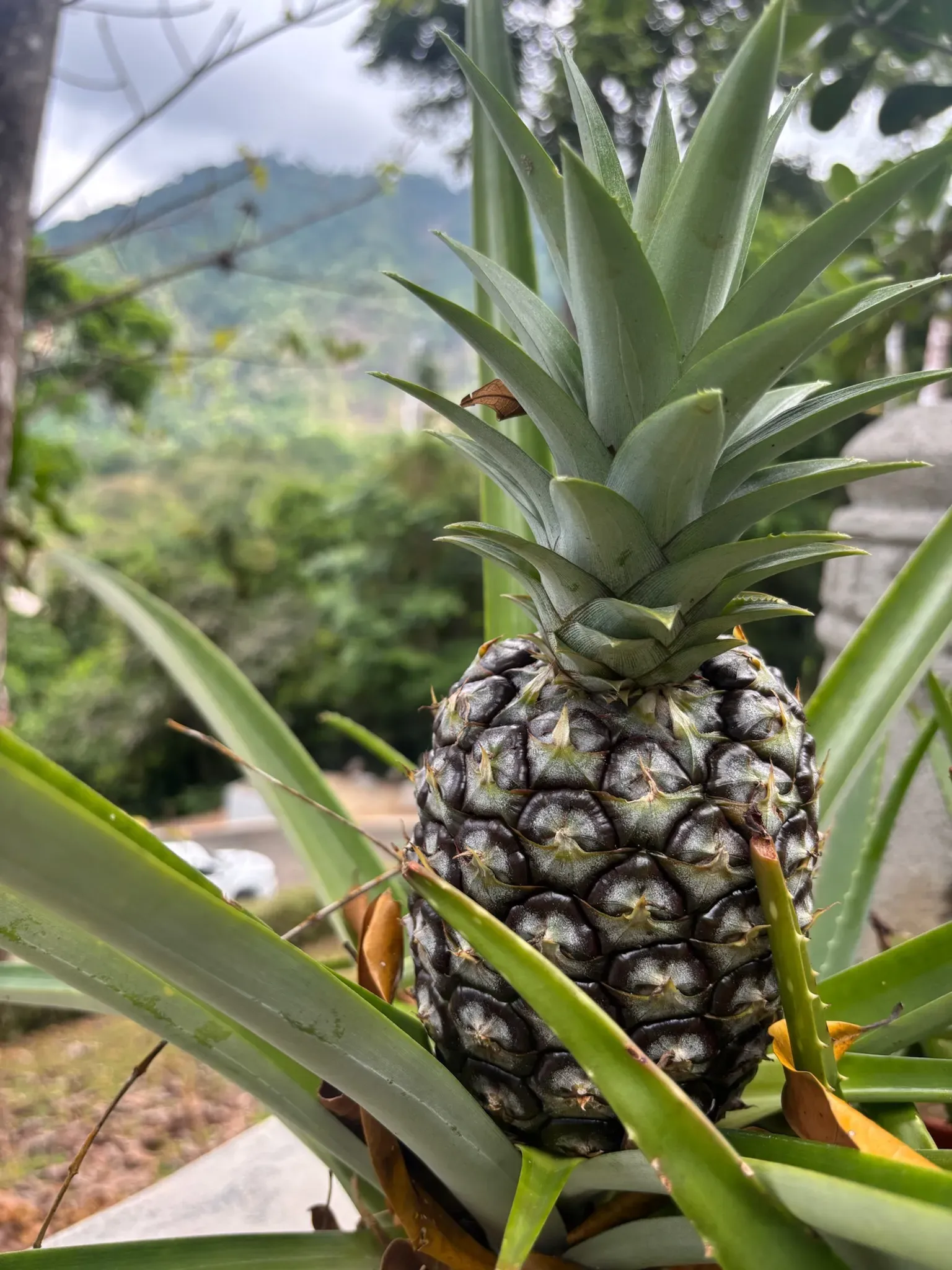 Fresh pineapple growing on the grounds of Vajra Jahra, a Costa Rica Retreat Center focused on natural, locally sourced nourishment.