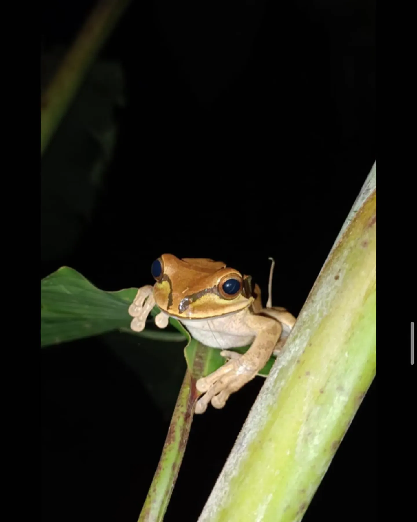 Small brown tree frog clinging to tropical leaves at Vajra Jahra, a nature-immersed Costa Rica Retreat Center.