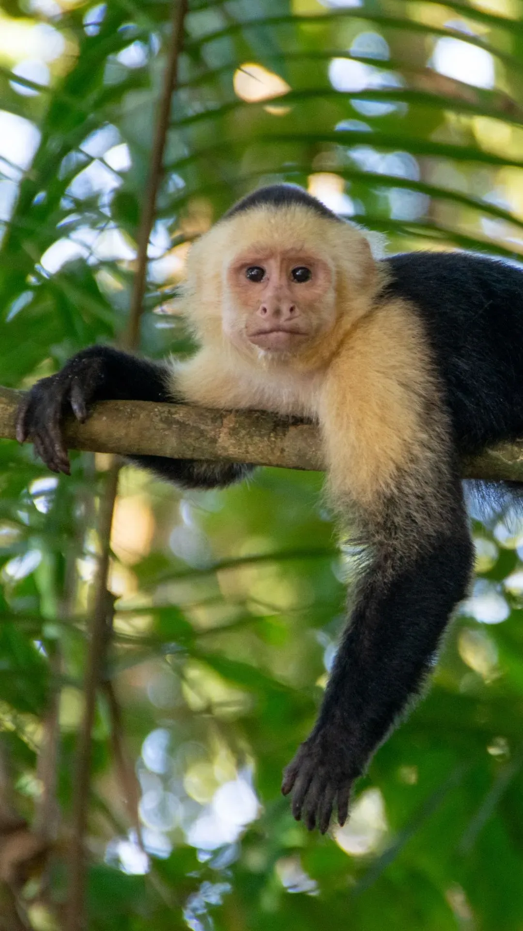 White-faced capuchin monkey resting on a jungle branch near Vajra Jahra, a Costa Rica Retreat Center surrounded by abundant wildlife.