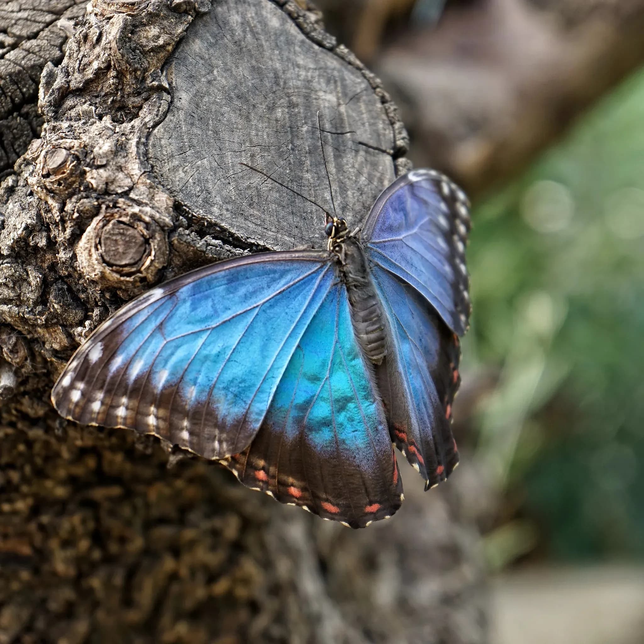 A blue morpho butterfly perched on a log, embodying only one of the many colors of Costa Rica wildlife.