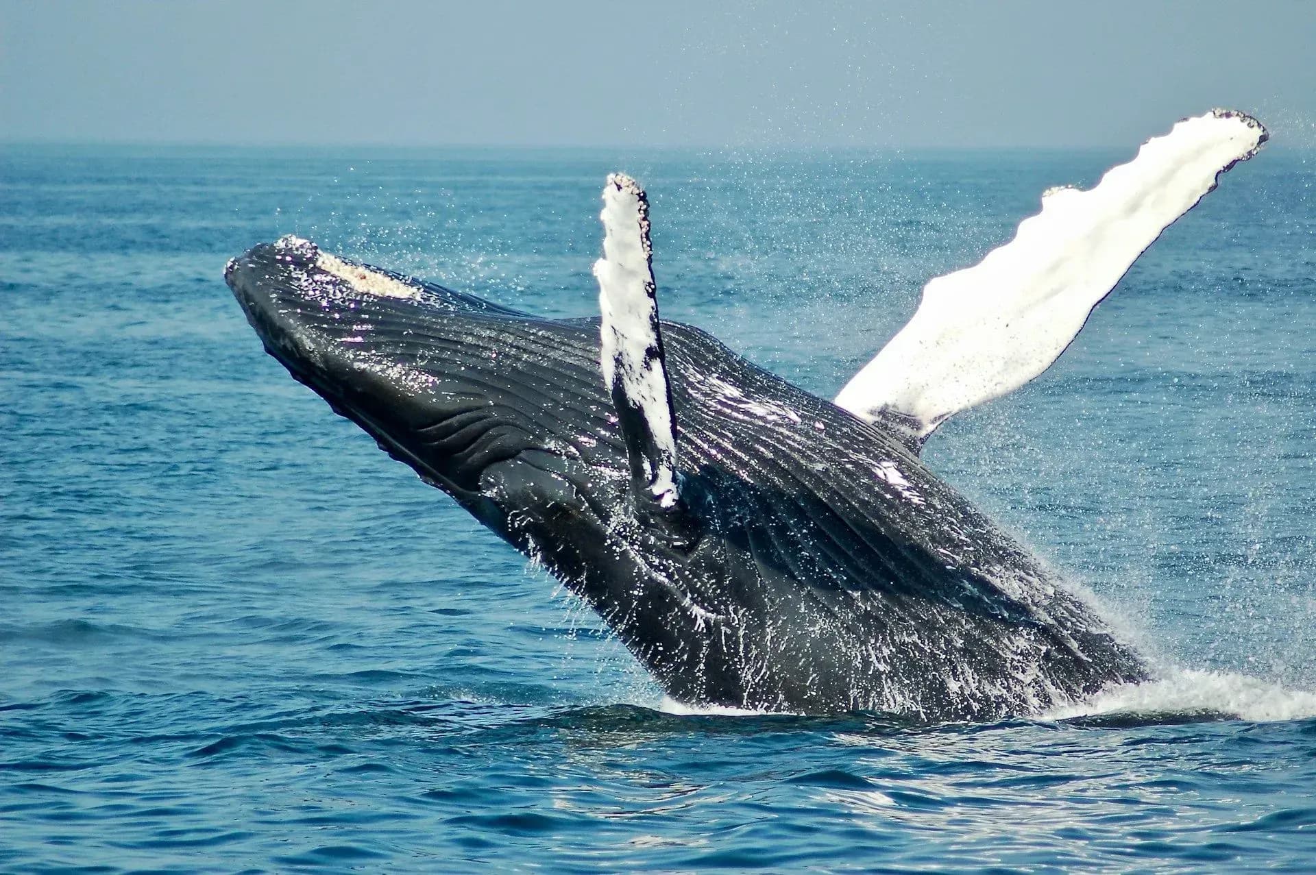 A humpback whale breaching the ocean, capturing the raw power and freedom that inspire Vajra Jahra’s wellness retreats center.