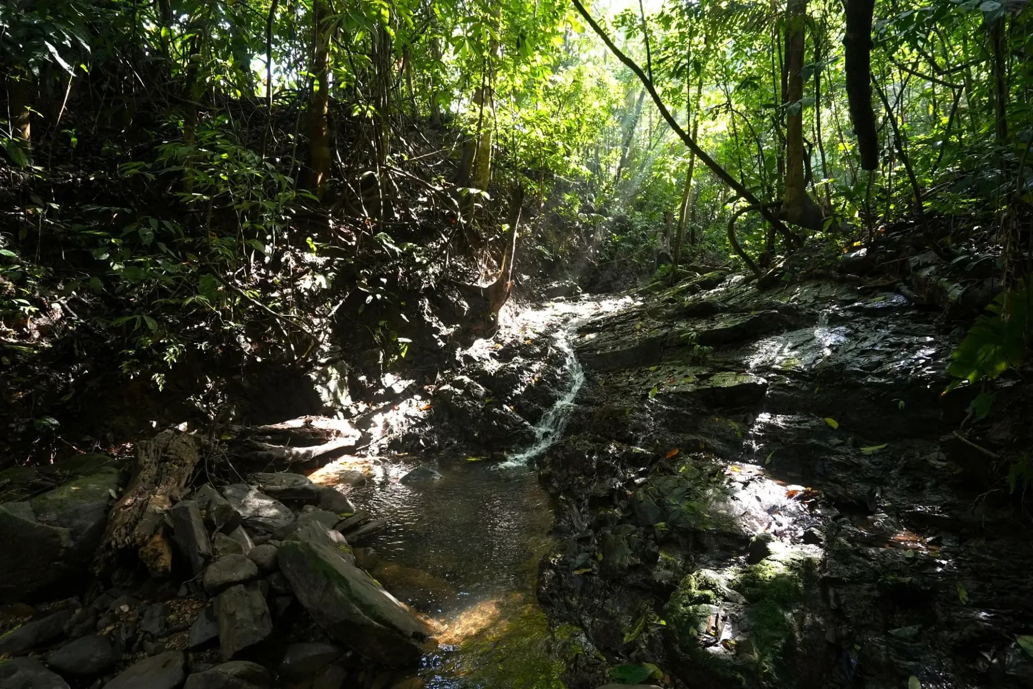 The Costa Rican rainforest as seen from Vajra Jahra, the perfect place to find Costa Rica wildlife.